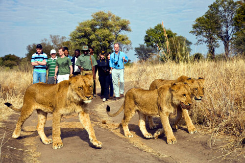 Lion walks